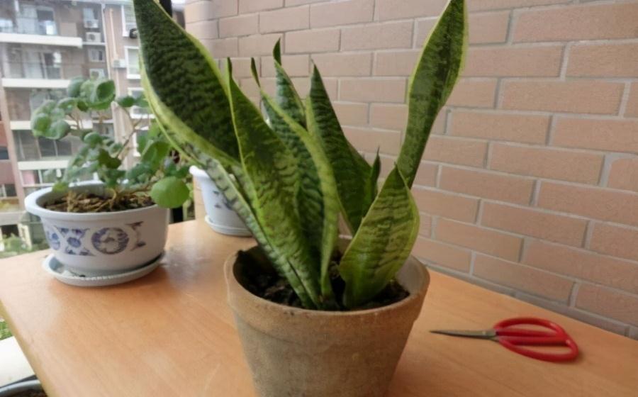 虎皮兰叶黄,枯萎,教你三个小诀窍,1星期就往上窜5厘米