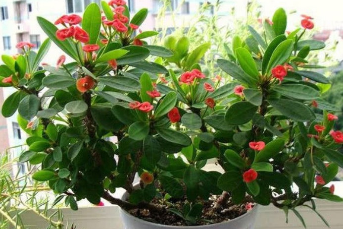 家里一定要养这3种花，养在客厅上档次，花美色艳，花儿轻松开爆