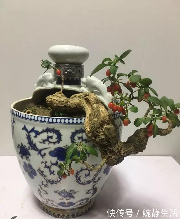 花盆|花盆不用买，变废为宝做一个，比买的还好看，分分钟惊艳朋友圈