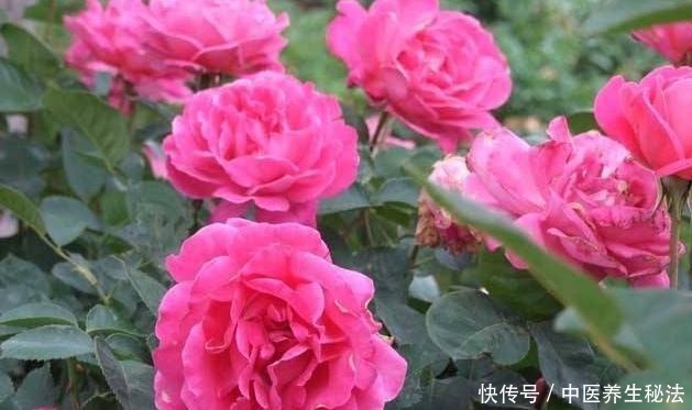 家养树状月季花生长,离不开这“3点”,做好它,月月有花赏!