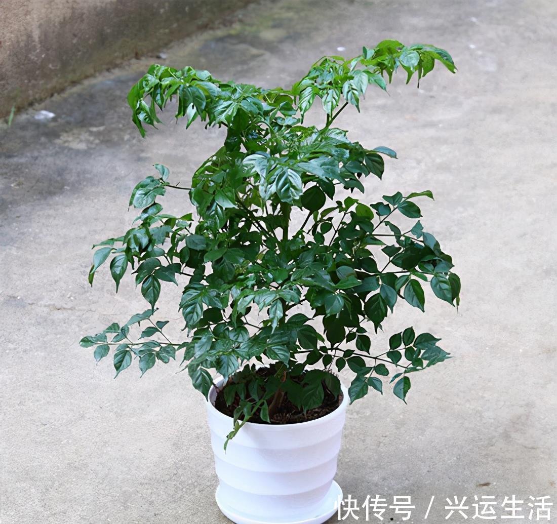 植物|什么花就用什么花盆，选对了花盆，养啥花都能长得好