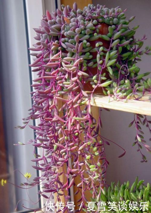 家里的绿萝换了吧，吊兰这俩品种，足够看上好几年