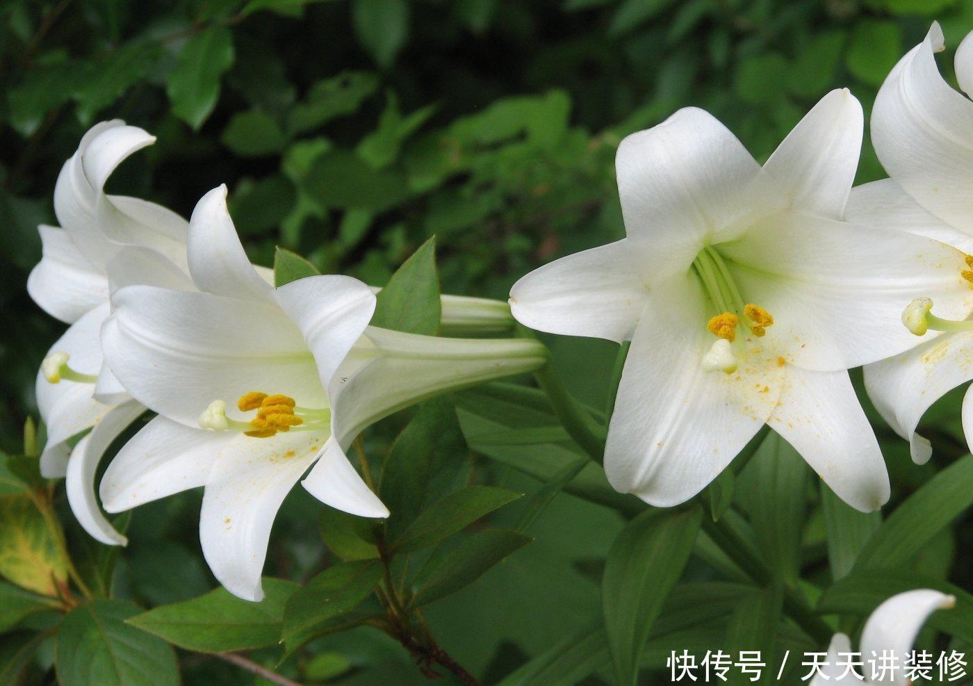 春天院子种什么花,3个品种推荐给你,你值得拥有