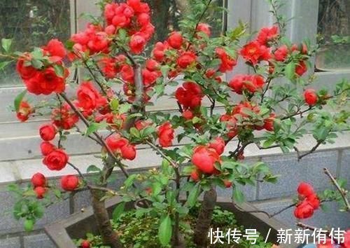 家中有3种花卉盆栽,趁早搬到阳台上晒一晒,枝叶越长越旺盛