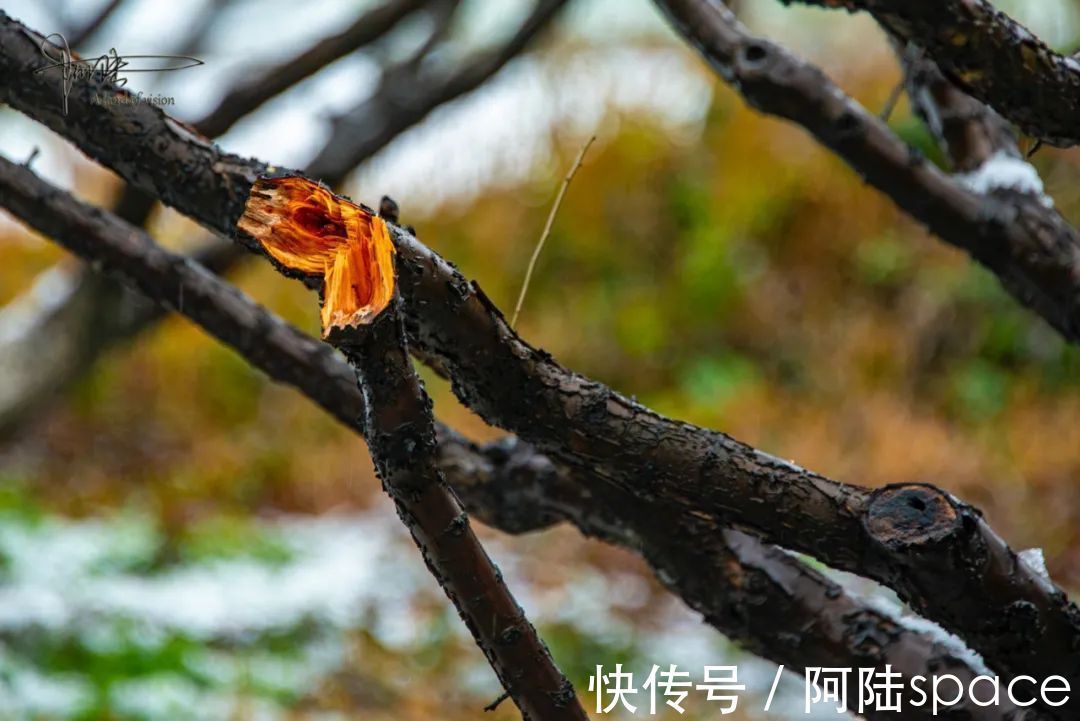 耳听八方|在雨雪天气游玩西溪湿地,风景很美但也要当心这些地方