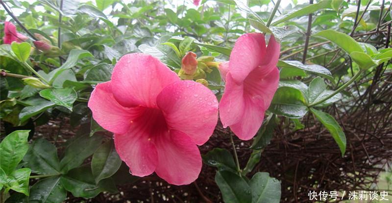 4种耐阴花,没有阳光也能生长健壮,开花多多,非常好养