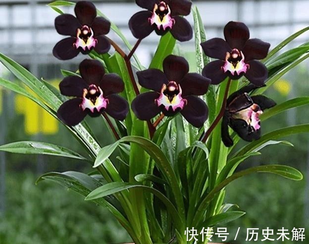淡色调|这款兰花真奇怪,被誉为是兰花界的“黑魔法”,适合新手养护!