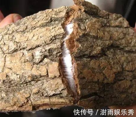 猪腰子|一味“补筋”的中药!止筋疼,治筋软,续筋断,善解腰腿筋伤