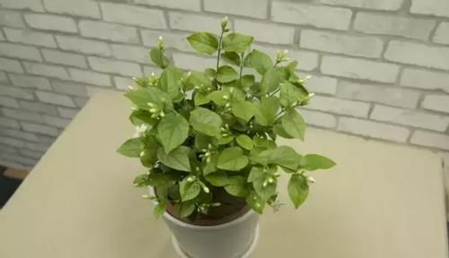 怎么让浇花效果事半功倍？掌握3个小窍门，黄叶烂根问题少很多