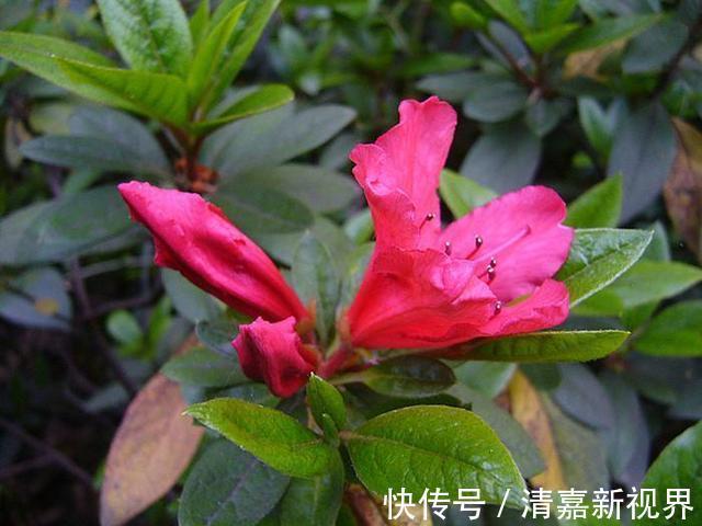 养分|栀子花、杜鹃花“花苞”呼呼掉，都是土壤惹的祸，教你几招能恢复