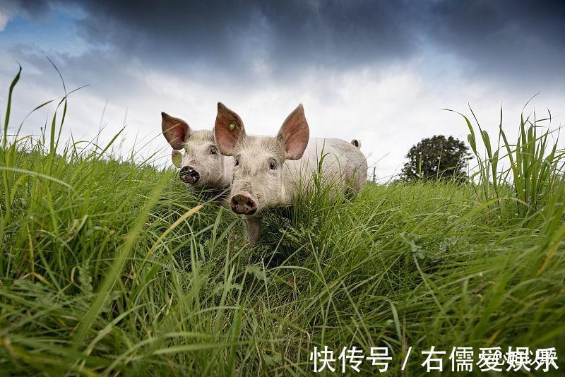 鸿运|属相猪9月鸿运当头，事业攀升，发财不是做梦