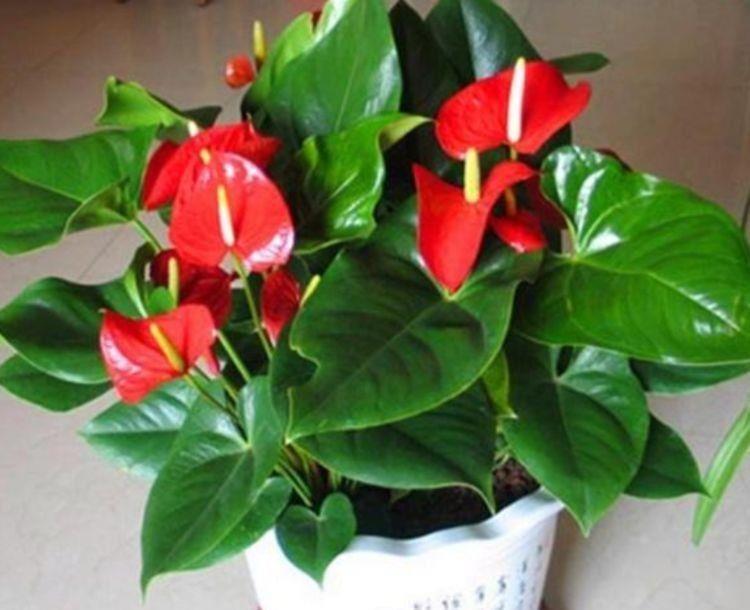 几款花卉,花大色艳胜玫瑰,开花勤还爱爆盆