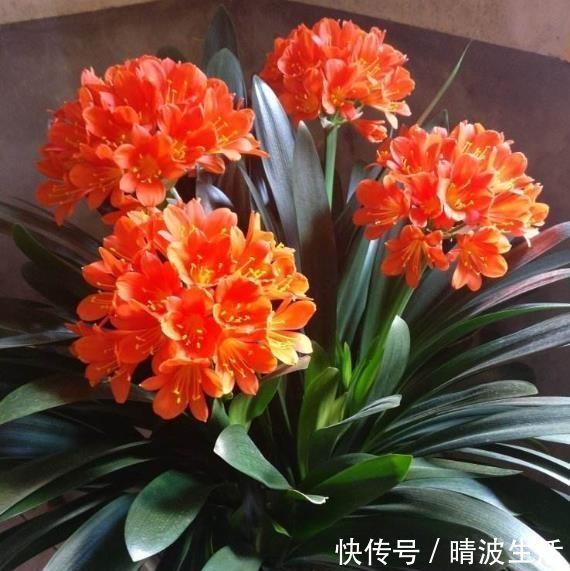 观赏价值|这“3”种花，放在家中最“保值”，养上数10年，几万都不卖