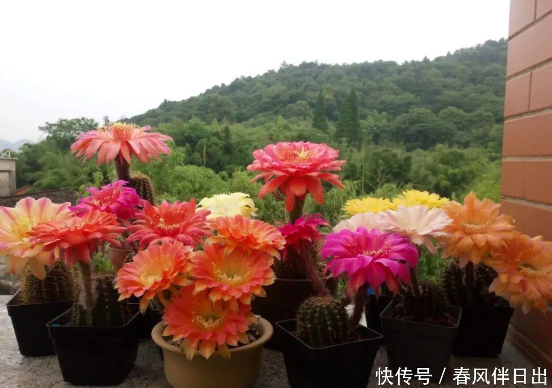 超级耐旱花,整个冬天不浇水,还能胖一圈!