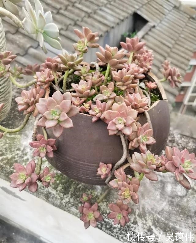 姬胧月|多肉姬胧月,虽然已经沦为赠品,但是养出状态金不换