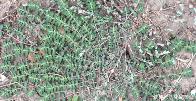 野草类|人称“根王”,却常遭踩踏,或除掉,殊不知,价值非常珍贵
