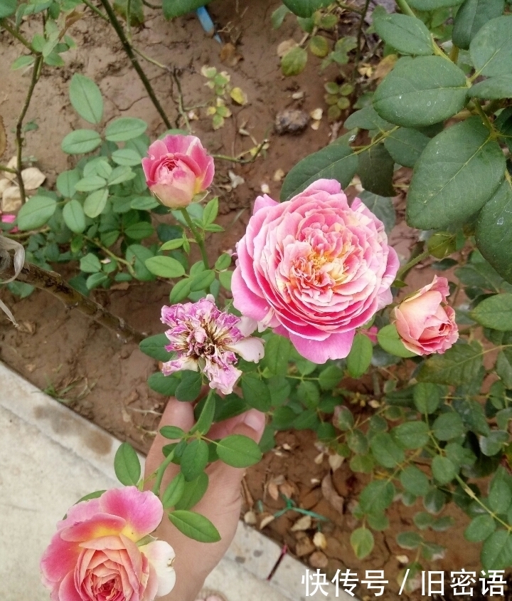 关键|被名字耽误的“香水花”,关键耐热无虫害,单朵能持续绽放小半季