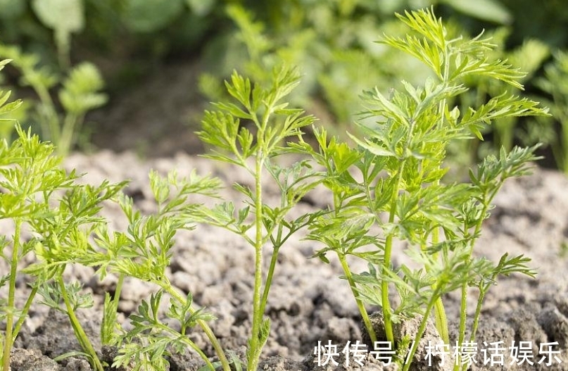 技术|怎样防止胡萝卜分叉?注意这几点技术,保证个个都很笔直