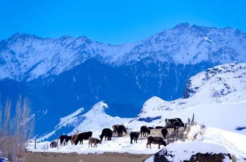 【图说新疆】新疆玛纳斯：蓝天映白雪 云雾绕雪山