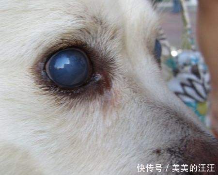 狗狗眼睛受伤怎样护理