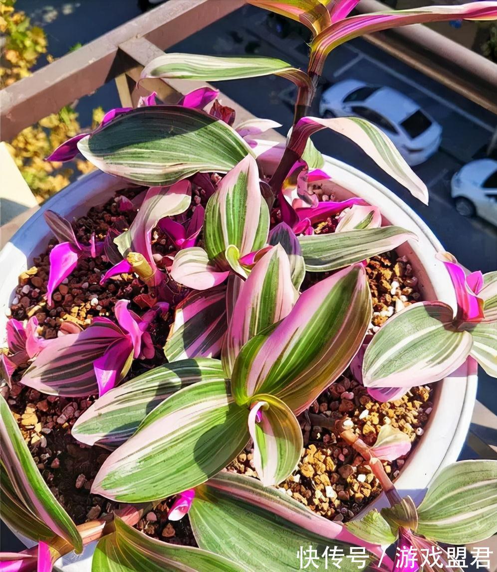 特爱“吃土”的8种花，该换盆时就换盆，别偷懒