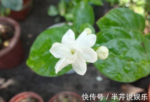 茉莉|邻居养了一株笔尖茉莉，香味蹿进了左邻右舍，太好闻了！