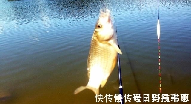 鱼漂|有口提竿空口无鱼，这三个招数，空竿马上变实口