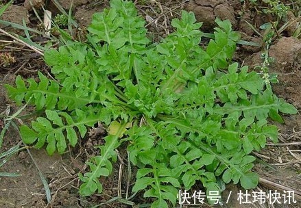 荠菜|荠菜虽然好吃，但是挖的时候小心划伤