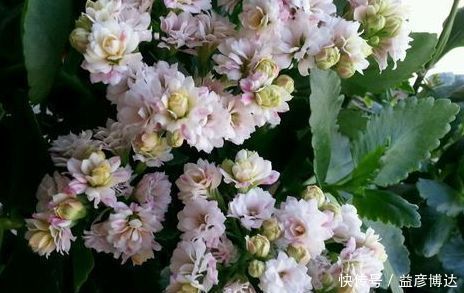 养这种花别心疼,天热时剪一剪,很快就爆盆,花期一到开满盆