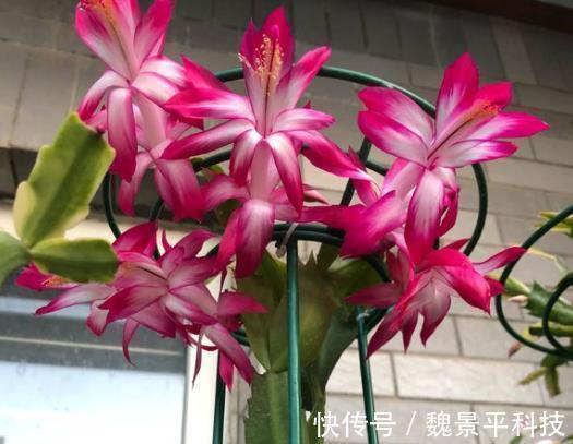 养蟹爪兰，6天来“1杯酒”，9天长出白根，1个月花朵冒出来