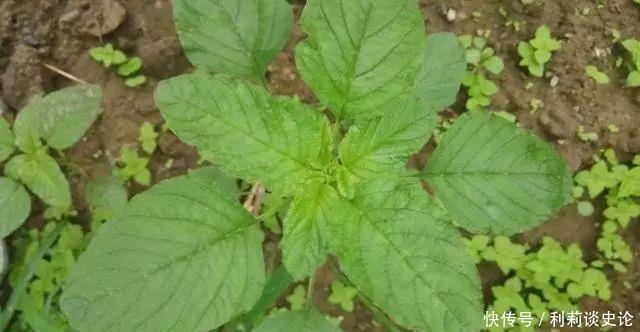 那些年吃过的野菜！农村真正的野味！