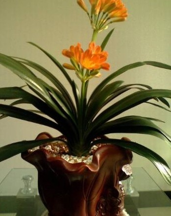 花盆里倒点“白色溶液”,君子兰越长越肥厚,一年开了3次花!