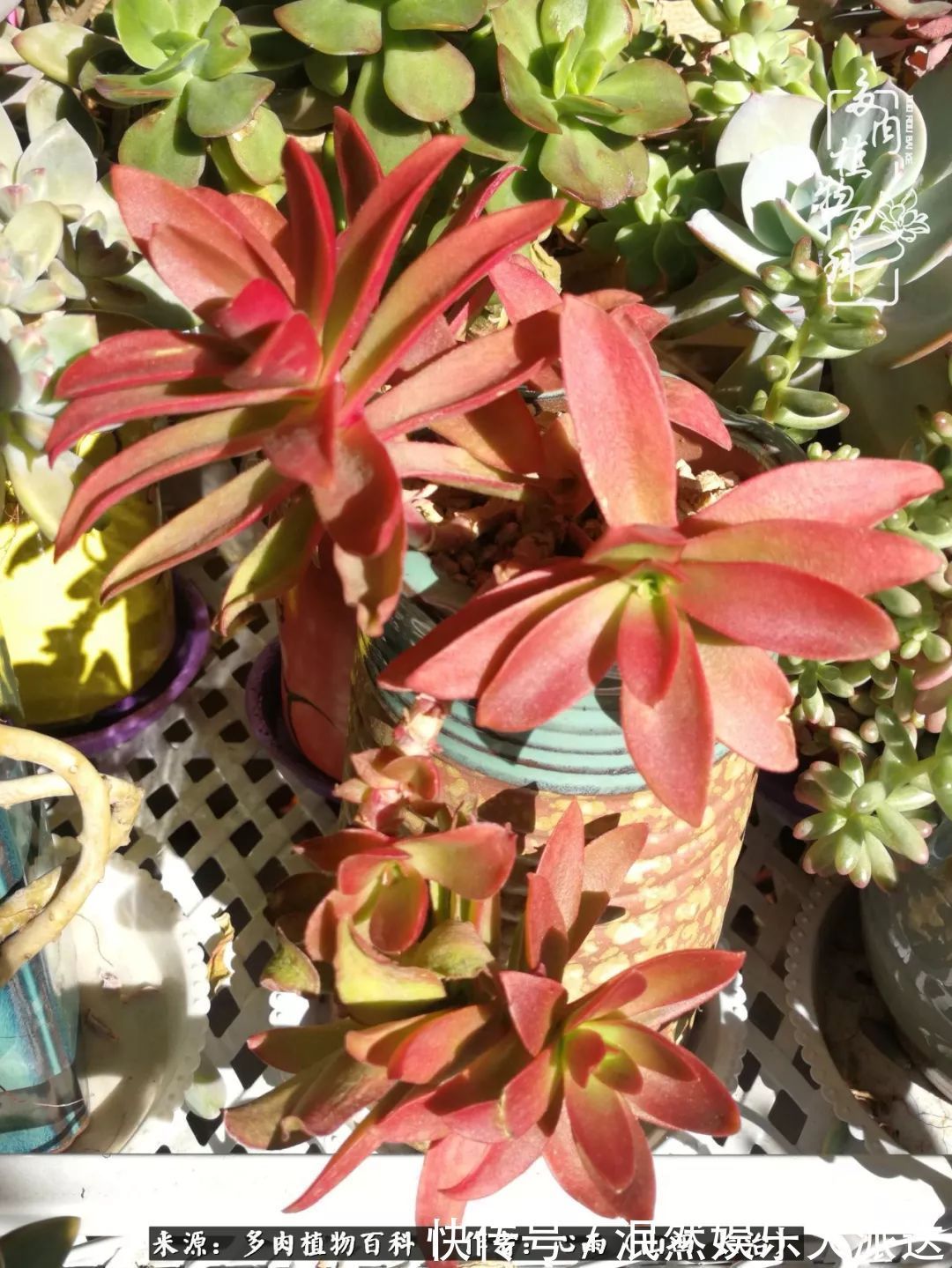 蚧壳虫|为肉痴狂!多肉植物也会用最美的容颜报答我们的勤劳付出!