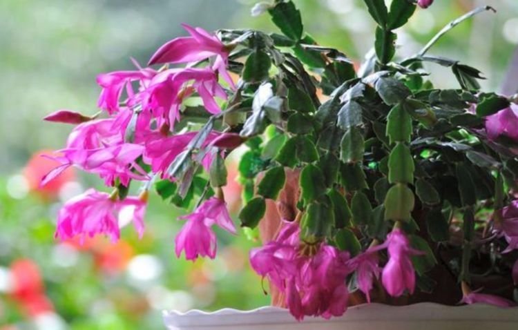 4种花是花中劳模，一年四季开花不断，一盆千百朵，枝头花苞满