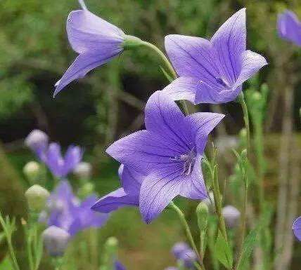 养花试试这几款,花香极佳条件适宜无论什么季节都能开花