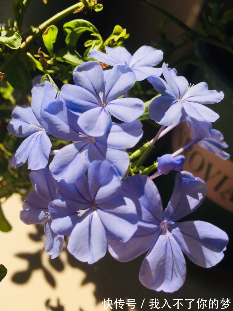 封闭阳台养这4种花，很快变成花海，现在养刚刚好