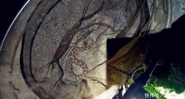 钓友|野钓最“狠”的几种动物，看完钓友遭遇才明白，没碰见太幸运啦