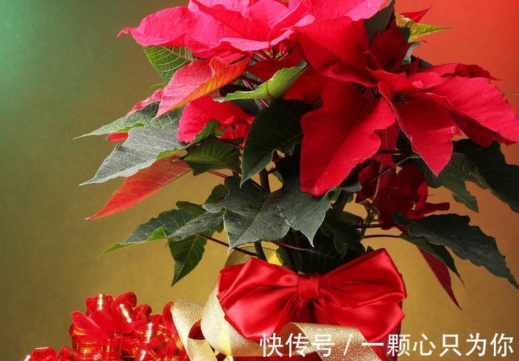 圣诞将至,阳台挑个盆栽,摇身一变圣诞树