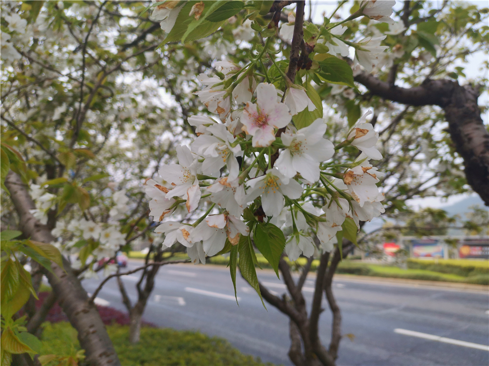 美丽吉安：樱花盛开 繁花似锦 灿若云霞