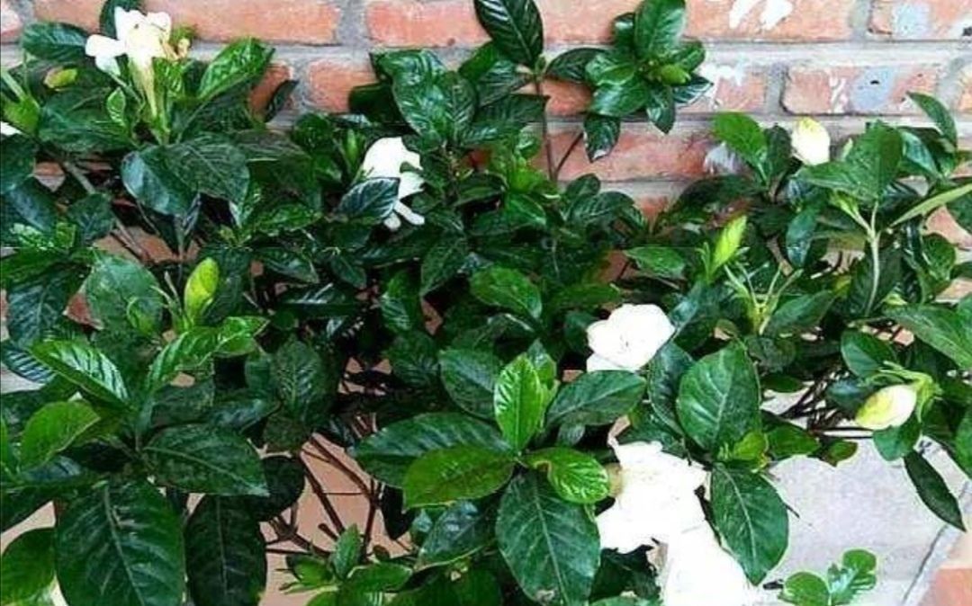 家里养4种花,容易缺铁,每月浇一次硫酸亚铁,长得旺叶子绿