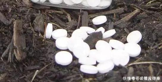 养花别再买多菌灵了，用它来代替，植株生根快，还能省下不少钱