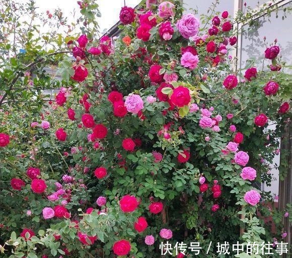 吴大爷养“月季”，三月喂点“零食”，花朵嗖嗖冒，1年开不停！