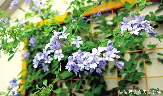 4种花“最好养”,种一棵长一片,密密麻麻都是花!