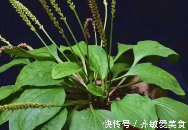 苦菜|农村的4种抗癌野菜，比蒲公英好几十倍，后悔没多挖点！