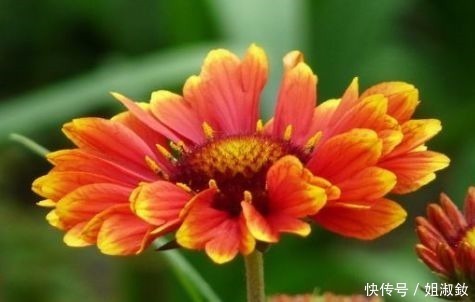 伊甸园|“珍稀月季”蕾丝伊甸园,花色浅粉,美艳动人,堪称养花必备