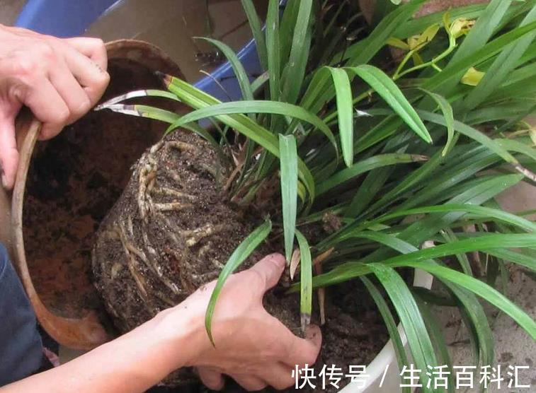 多菌灵|养花出现霉菌的原因以及处理方法