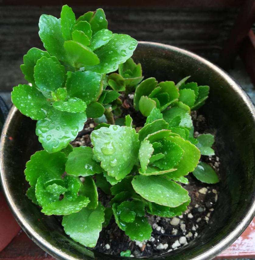 秋季|立秋后养花，该掌握住哪些技巧？明确这些，植物长势更旺