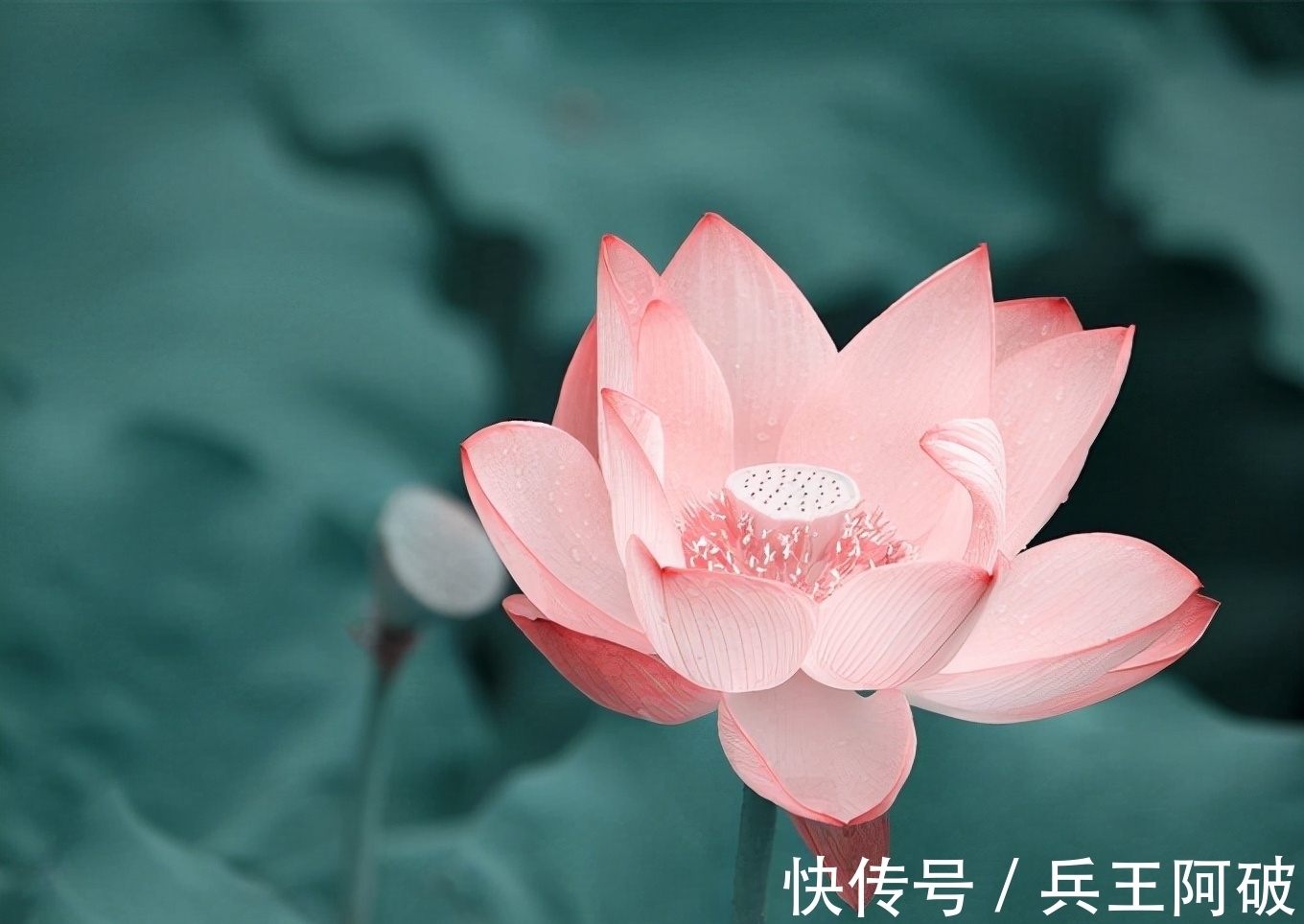 古人@民间俗语“院中有五树,子孙一直富”,说的都是哪些树?有何道理