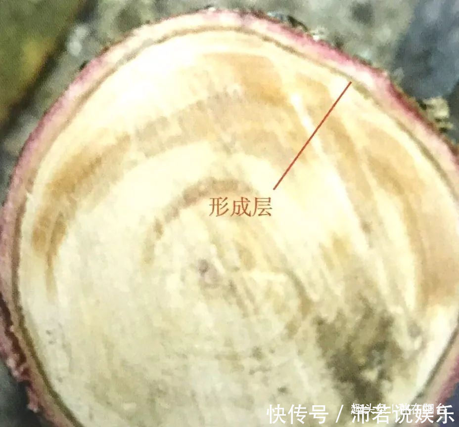 罗汉松芽|罗汉松芽接案例分享，台长教你玩出别出心裁的岭南盆景！