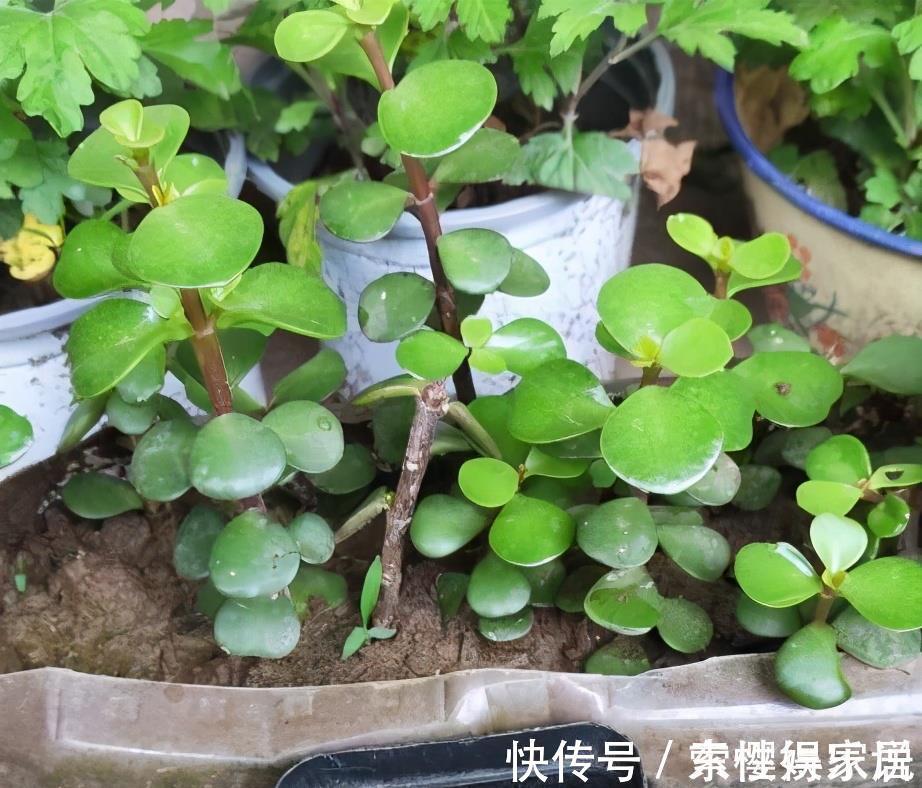 枝条|两种皮实好养的绿植,易扦插,姿态优美,变老桩盆景